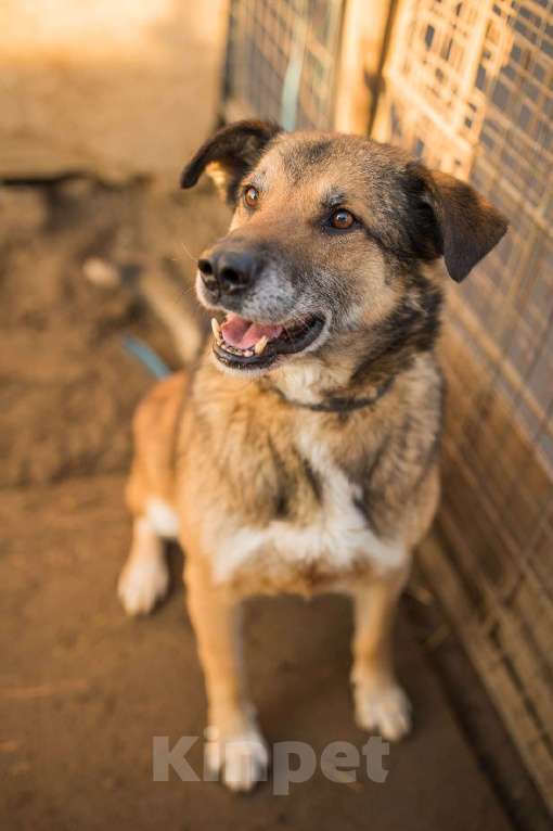 Собаки в Москве: Амулет Мальчик, Бесплатно - фото 11