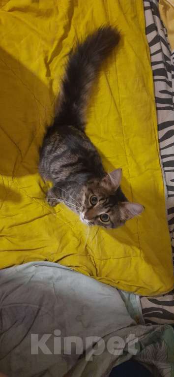 Кошки в Санкт-Петербурге: Сибирская кошка в добрые руки Девочка, 20 000 руб. - фото 2