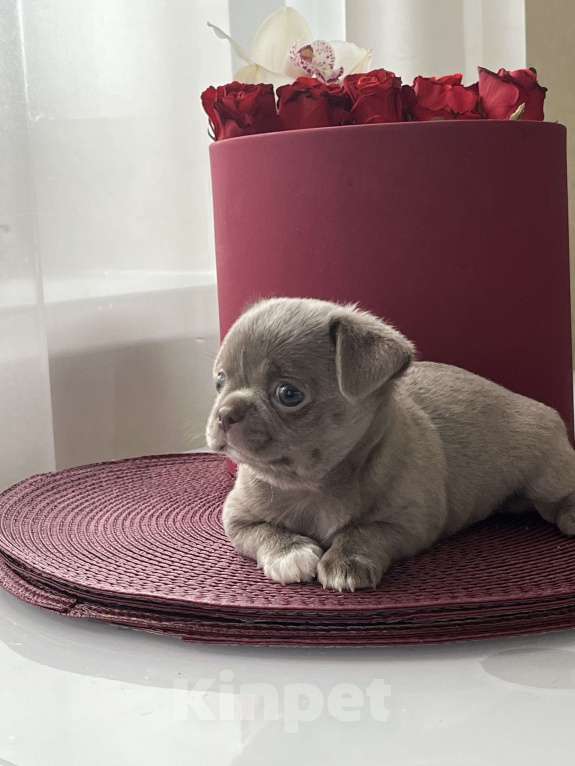 Собаки в Ижевске: Щенок чихуахуа Мальчик, 50 000 руб. - фото 5