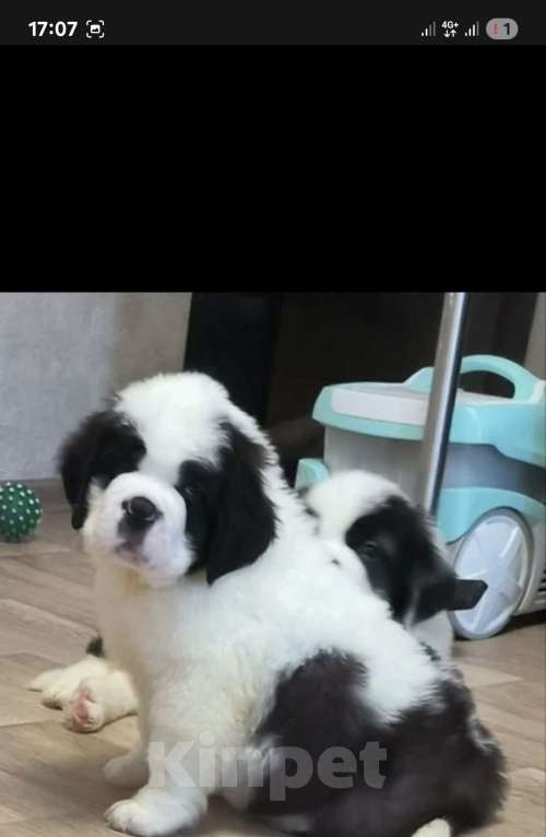 Собаки в Тамбове: Бетховен Мальчик, 75 000 руб. - фото 2