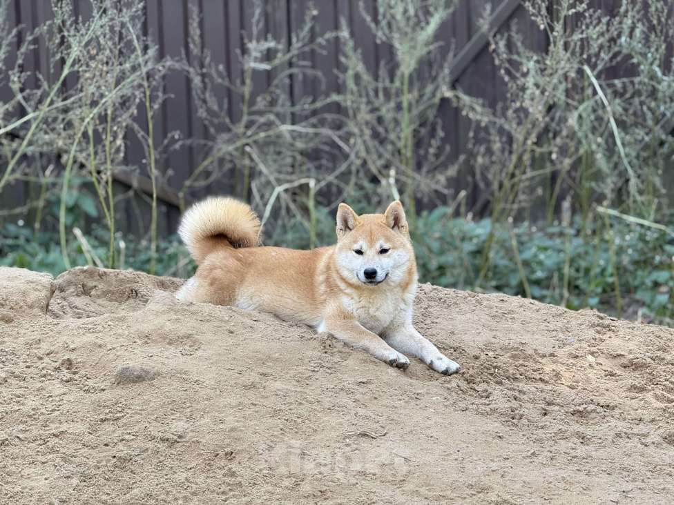 Собаки в Балашихе: Мальчик сиба Мальчик, 40 000 руб. - фото 4
