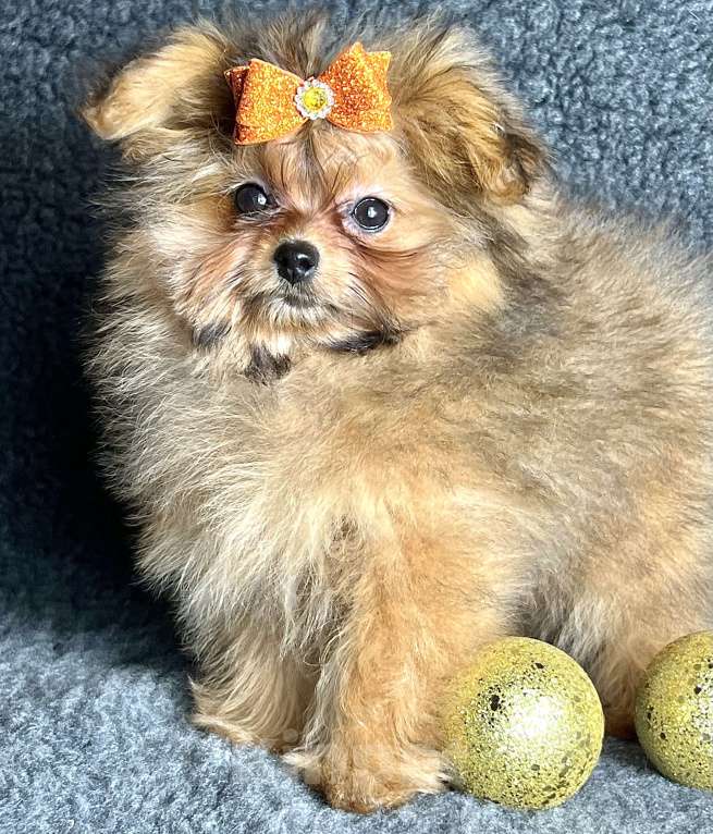 Собаки в Москве: Помапу девочка соболиная Девочка, 45 000 руб. - фото 5