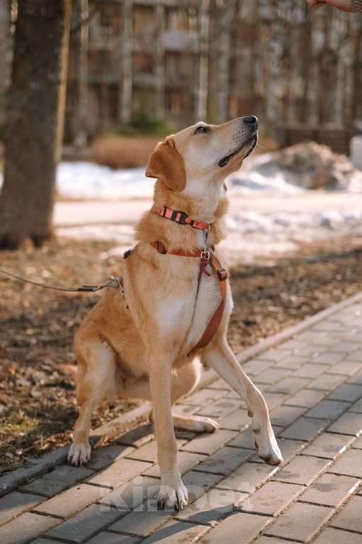 Собаки в Санкт-Петербурге: Красавица Рикки из приюта ищет дом Девочка, Бесплатно - фото 6