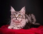 Кошки в Санкт-Петербурге: Котёнок мейн-кун Девочка, 40 000 руб. - фото 4