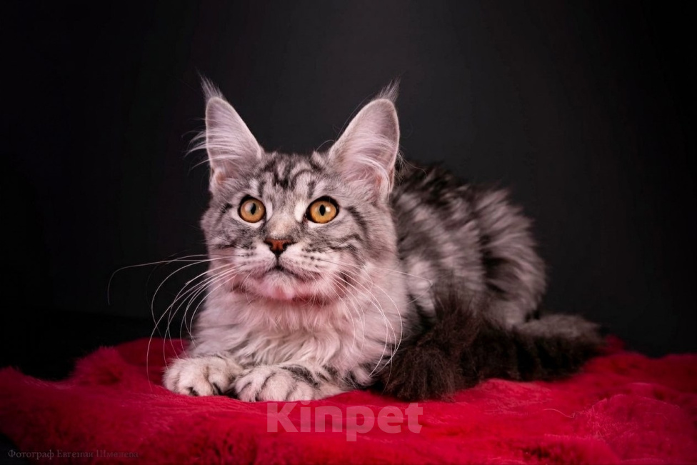 Кошки в Санкт-Петербурге: Котёнок мейн-кун Девочка, 40 000 руб. - фото 4