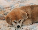 Собаки в Касимове: Шикарный щенок акита-ину  Мальчик, 25 000 руб. - фото 3