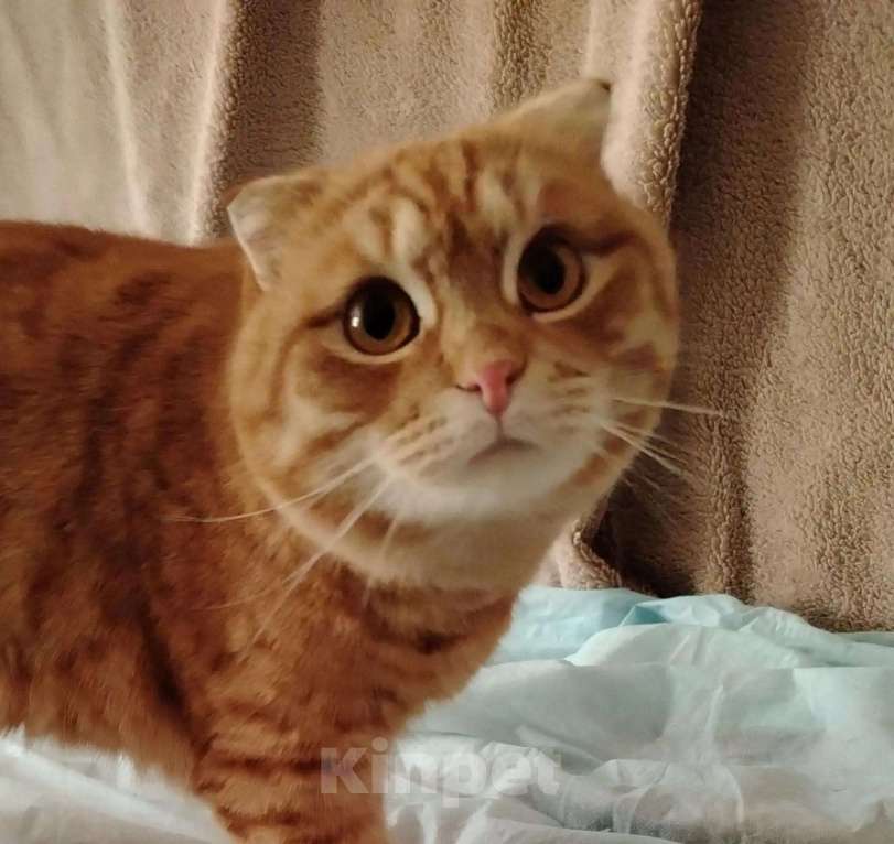 Кошки в Люберцах: Ищет дом чудесный котик Марсель Мальчик, Бесплатно - фото 1