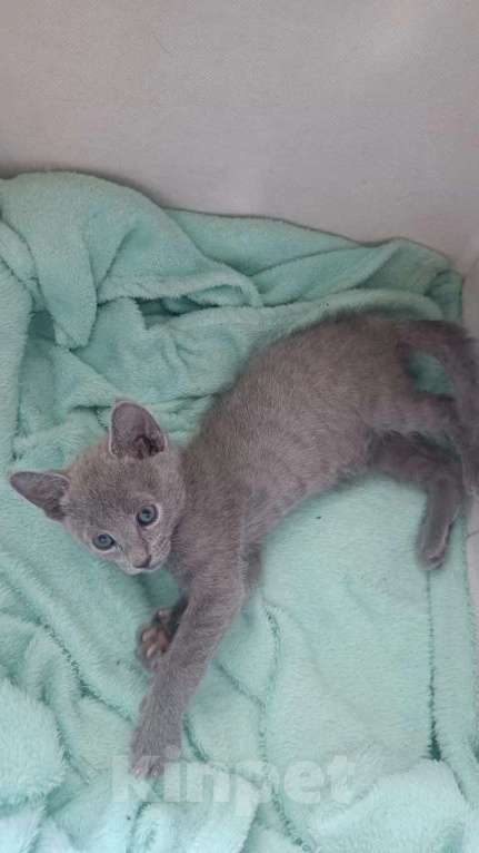 Кошки в Новосибирске: Котенок русской голубой кошки Мальчик, 45 000 руб. - фото 2