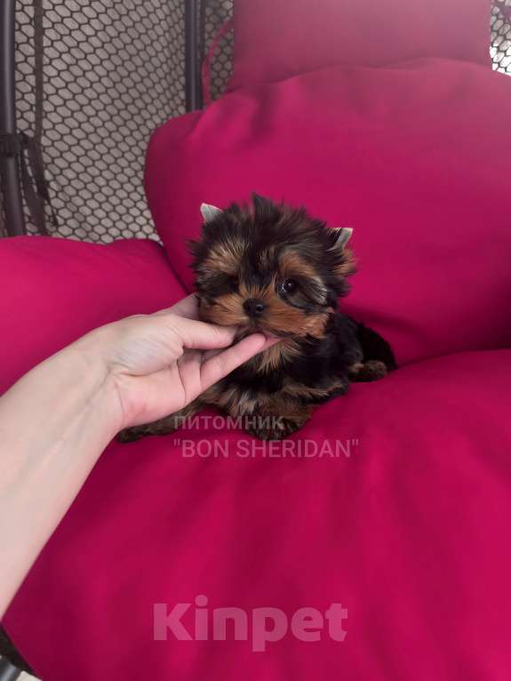 Собаки в Пушкино: Супер мини девочка йоркширский терьер Девочка, 130 000 руб. - фото 1