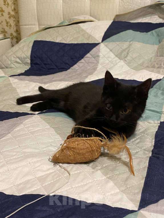 Кошки в Москве: котенок Смоуки ищет дом Девочка, Бесплатно - фото 5