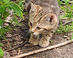 Кошки в Похвистнево: Мальчик, табби-котенок Мальчик, Бесплатно - фото 2