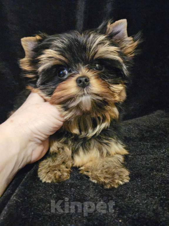 Собаки в Москве: Мини девочка йорка  Девочка, 130 000 руб. - фото 6