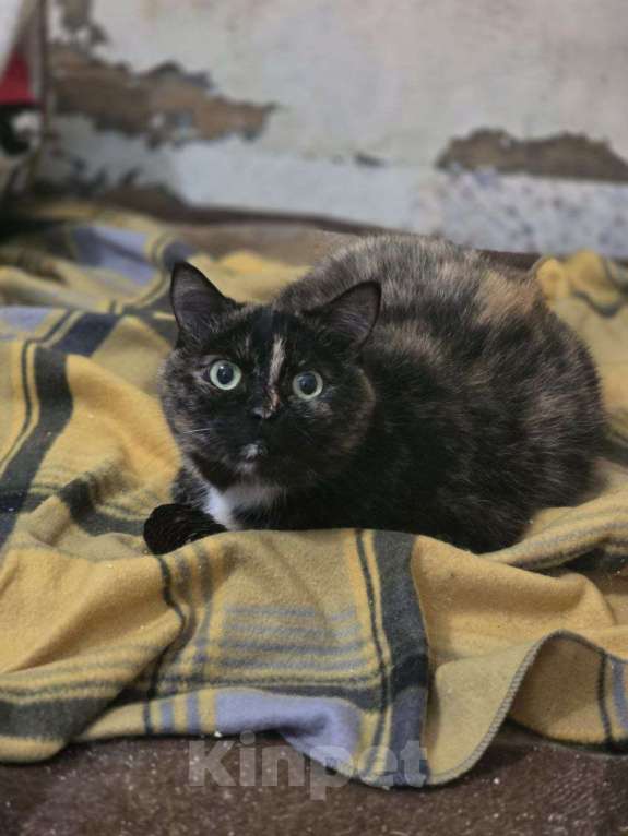 Кошки в Москве: Стелла – кошка, которая не потеряла веру в людей! Девочка, Бесплатно - фото 5