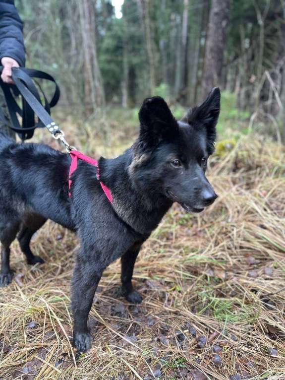 Собаки в Балашихе: Найдена Балашиха  Девочка, Бесплатно - фото 5
