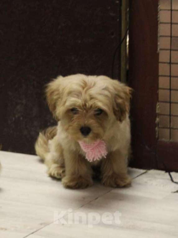 Собаки в Горном-Алтайске: Породный щенок с метрикой СКОР Мальчик, Бесплатно - фото 2