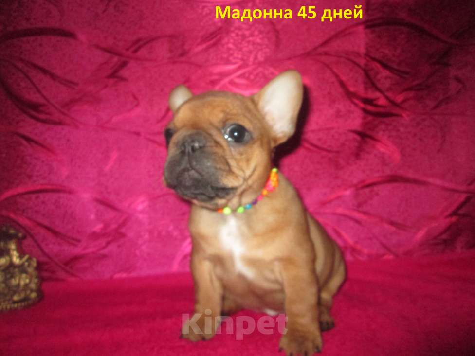 Собаки в Чехове: щенки французского бульдога. Девочка, 60 000 руб. - фото 6