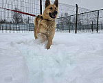 Собаки в Москве: Шикарный парень Майор в добрые руки! Мальчик, Бесплатно - фото 9