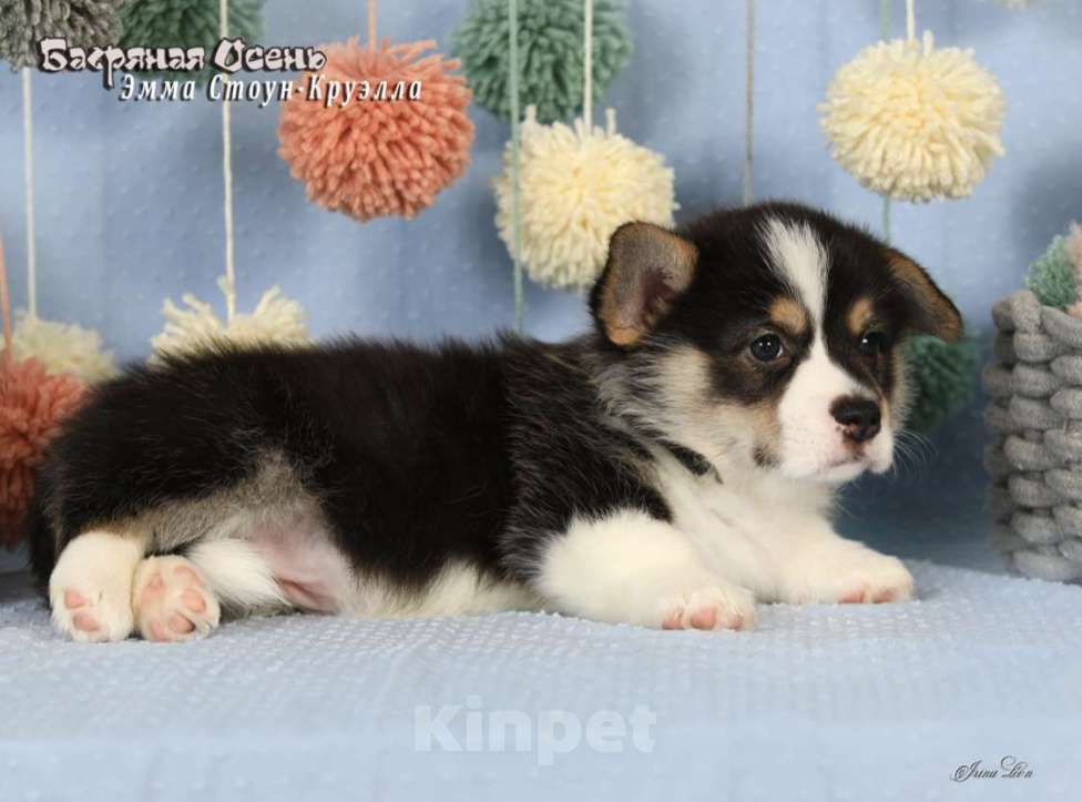 Собаки в Москве: Чакибусенок #6 очень серьезная малышка триколор Круэлла  Девочка, Бесплатно - фото 2