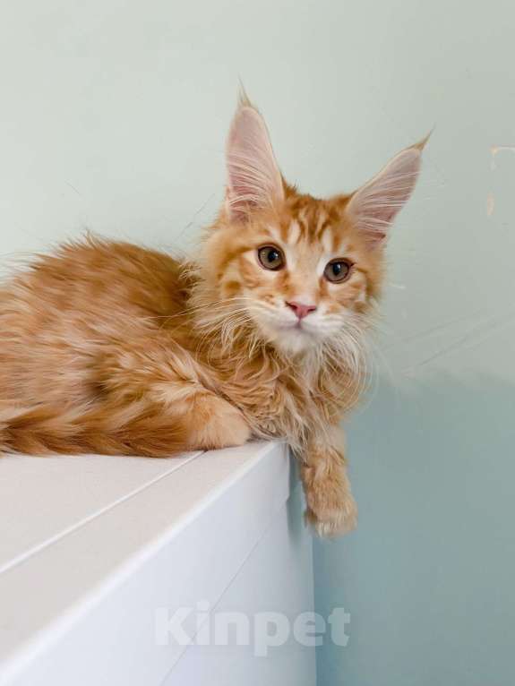 Кошки в Екатеринбурге: мейн-кун девочка Девочка, 25 000 руб. - фото 2