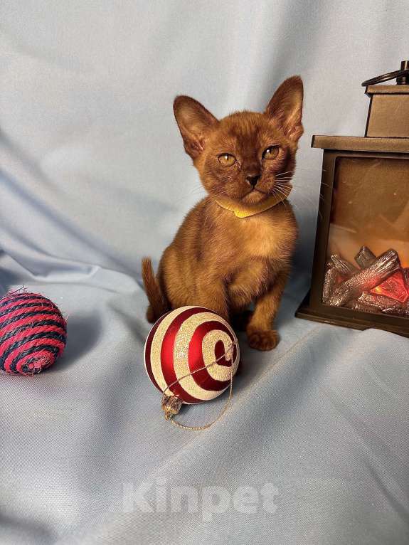 Кошки в Москве: Бурманские котята Девочка, 50 000 руб. - фото 1