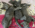Кошки в Новороссийске: Котятки в добрые руки!!! Разнополые, Бесплатно - фото 2