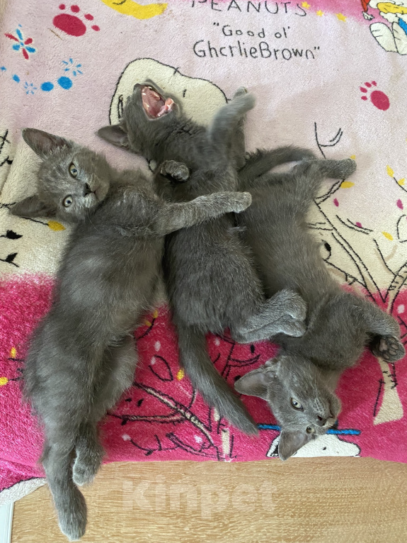 Кошки в Новороссийске: Котятки в добрые руки!!! Разнополые, Бесплатно - фото 2