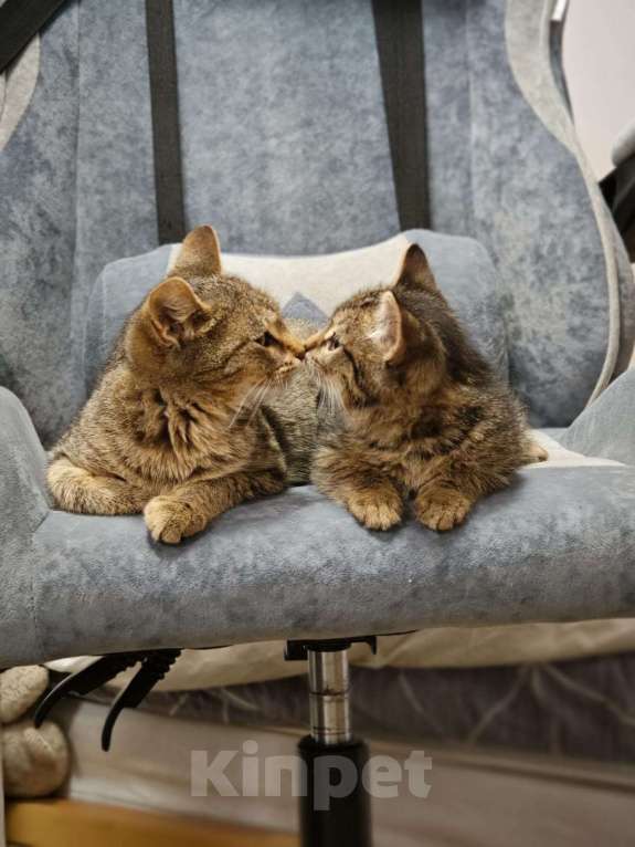 Кошки в Красногорске: Котенок Тигран 1,5 месяца в добрые руки  Мальчик, Бесплатно - фото 9