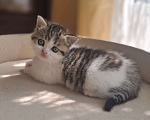 Кошки в Ярославле: Шотландская короткошерстная девочка. Девочка, 30 000 руб. - фото 7