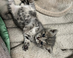 Кошки в Казани: Отдам в добрые руки ! Мальчик, Бесплатно - фото 1