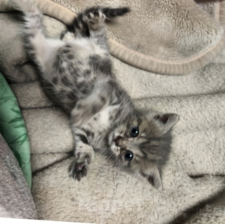 Кошки в Казани: Отдам в добрые руки ! Мальчик, Бесплатно - фото 1