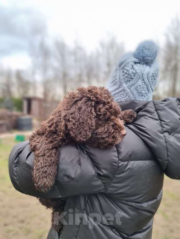 Собаки в других городах Ленинградской области: Щенок испанской водяной собаки Мальчик, Бесплатно - фото 1