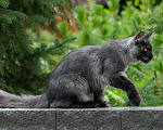 Кошки в Новосибирске: Мейн-кун Мальчик, Бесплатно - фото 3