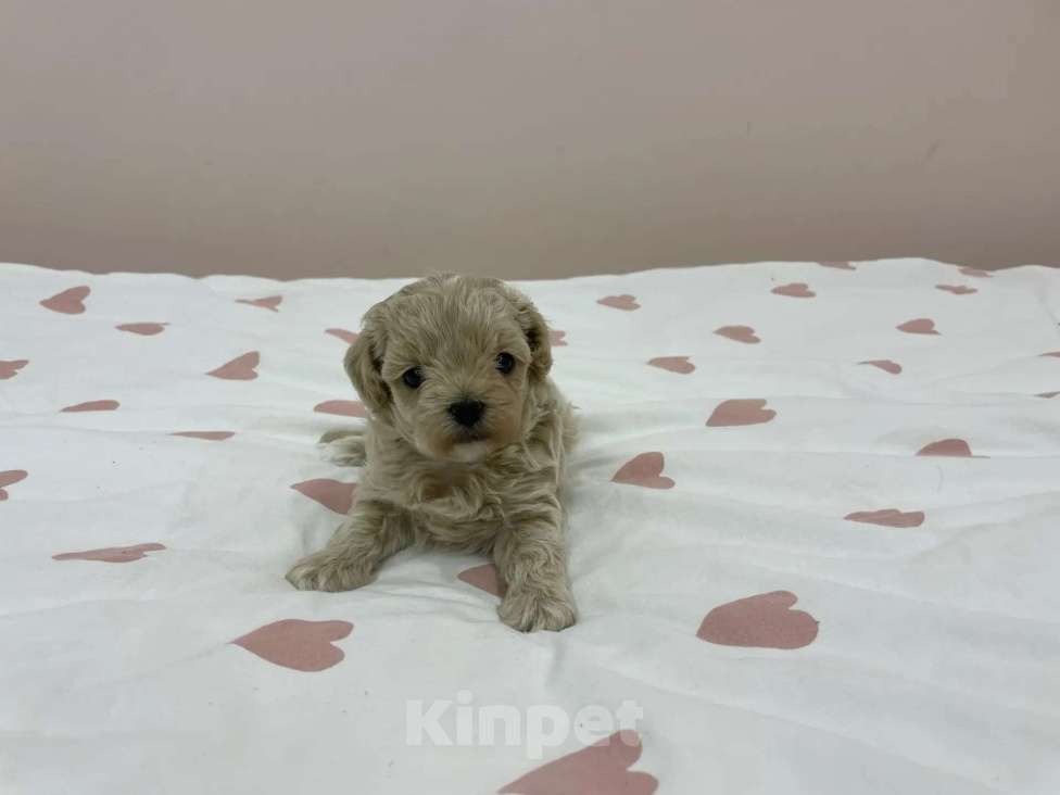 Собаки в Краснодаре: Мальтипу мальчик Мальчик, 80 000 руб. - фото 1