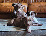 Собаки в Москве: Американский Булли XL Мальчик, 350 000 руб. - фото 10