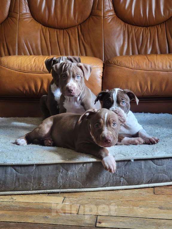 Собаки в Москве: Американский Булли XL Мальчик, 350 000 руб. - фото 10