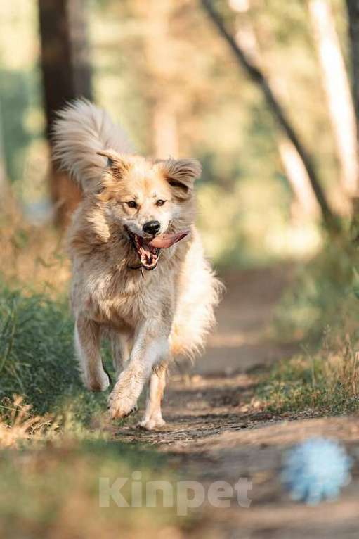 Собаки в Москве: Шикарный пёс Нортон в добрые руки. Мальчик, Бесплатно - фото 3