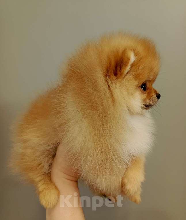 Собаки в Саратове: Померанский шпиц щенок Девочка, Бесплатно - фото 1