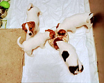 Собаки в Подольске: Продам клубных щеночков есть мальчики и девочки  Девочка, 25 000 руб. - фото 1
