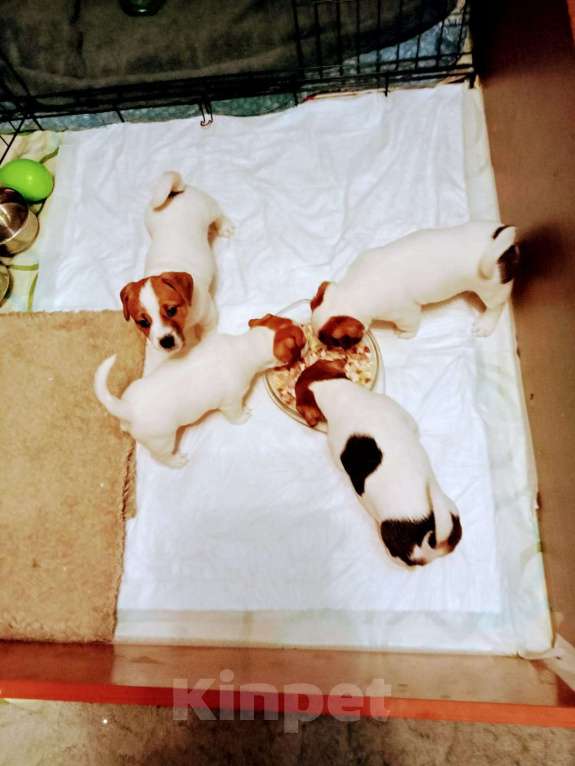 Собаки в Подольске: Продам клубных щеночков есть мальчики и девочки  Девочка, 25 000 руб. - фото 1