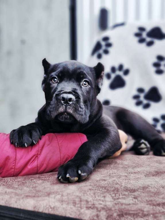 Собаки в других городах Московской области: Шикарные кобельки Кане Корсо Мальчик, Бесплатно - фото 1