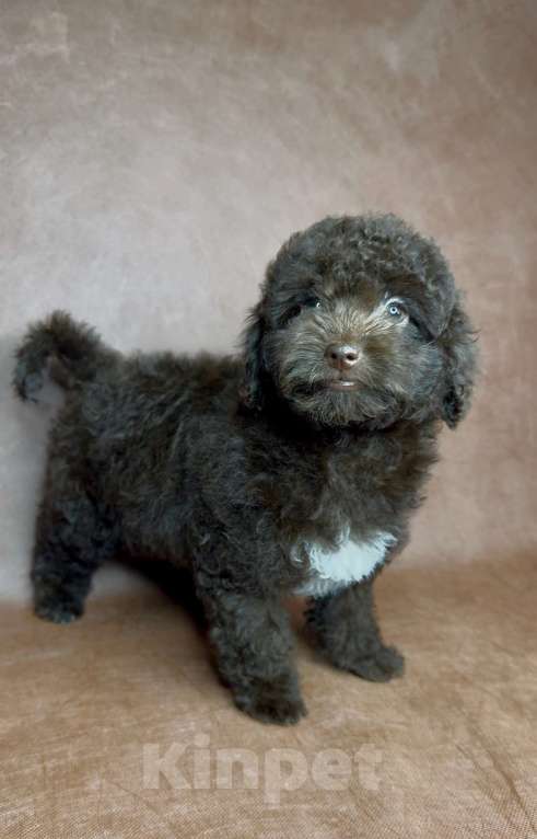 Собаки в Москве: Микс пуделя f2 девочка. Девочка, Бесплатно - фото 3