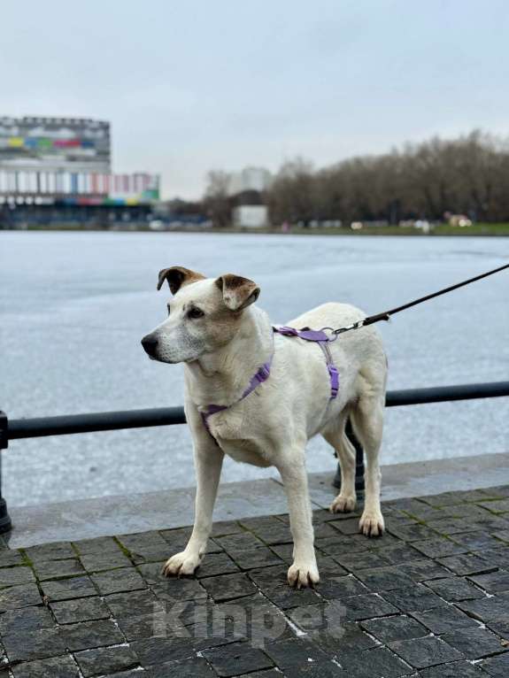 Собаки в Москве: Мотя ищет дом и заботливую семью! 🏡  Девочка, Бесплатно - фото 3