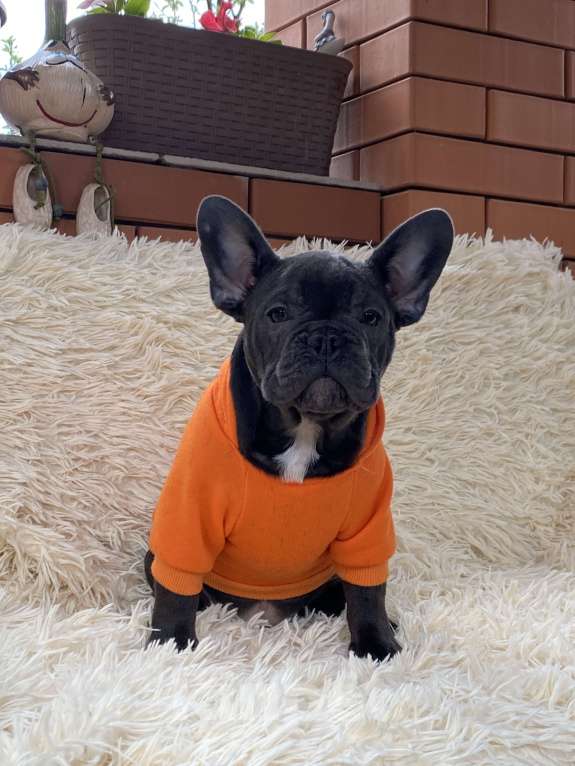 Собаки в Новошахтинске: Щенки французского бульдога Мальчик, 80 000 руб. - фото 1