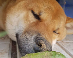 Собаки в Краснознаменске (Мо): Вязка Сиба-ину Мальчик, Бесплатно - фото 6