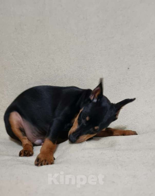 Собаки в Наро-Фоминске: Щенок цвергпинчер, кобель купированный Мальчик, 60 000 руб. - фото 4