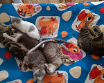 Кошки в других городах Курской области: Коты, кошки и котята В ДОБРЫЕ РУКИ ДАРОМ Разнополые, Бесплатно - фото 1