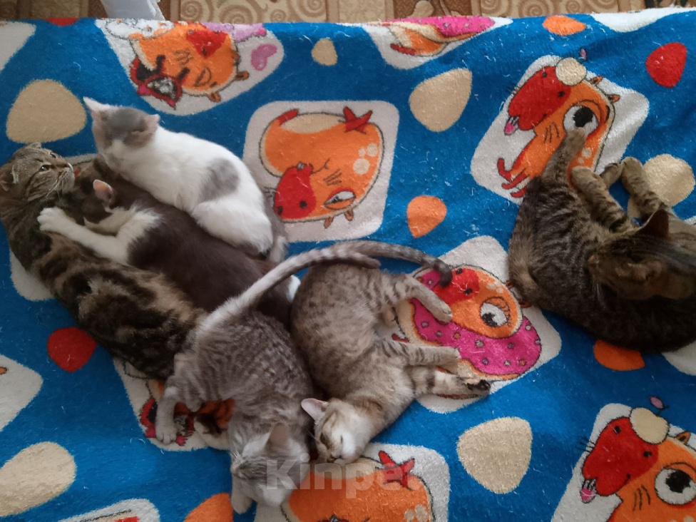 Кошки в других городах Курской области: Коты, кошки и котята В ДОБРЫЕ РУКИ ДАРОМ Разнополые, Бесплатно - фото 1