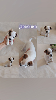 Щенки Джек рассел терьер
