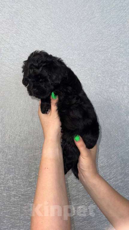 Собаки в Обнинске: Мальтипу  Мальчик, 35 000 руб. - фото 2