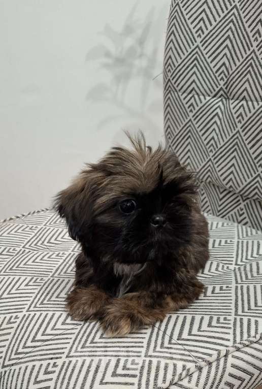 Собаки в Кропоткине: Ши-тцу Мальчик, 20 000 руб. - фото 1